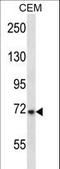 Potassium Voltage-Gated Channel Subfamily D Member 3 antibody, LS-B15662, Lifespan Biosciences, Western Blot image 