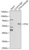 ETS Variant 6 antibody, 16-576, ProSci, Immunoprecipitation image 