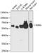 Retinoid X Receptor Gamma antibody, 18-360, ProSci, Western Blot image 