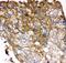 Fibroblast Growth Factor Receptor 4 antibody, PB9193, Boster Biological Technology, Immunohistochemistry frozen image 