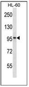 KN motif and ankyrin repeat domain-containing protein 2 antibody, AP52288PU-N, Origene, Western Blot image 