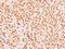 TRNA Methyltransferase 10B antibody, NBP1-32516, Novus Biologicals, Immunohistochemistry paraffin image 