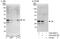 Aly/REF Export Factor antibody, A302-892A, Bethyl Labs, Western Blot image 