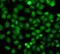 Phosphatidylinositol-4-Phosphate 5-Kinase Type 1 Alpha antibody, FNab06463, FineTest, Immunofluorescence image 