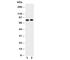 Death Domain Associated Protein antibody, R30907, NSJ Bioreagents, Western Blot image 