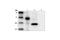c-Myc antibody, 2276S, Cell Signaling Technology, Western Blot image 