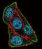 Paired Box 6 antibody, LS-C163395, Lifespan Biosciences, Immunofluorescence image 
