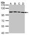 Chromosome Segregation 1 Like antibody, PA5-21468, Invitrogen Antibodies, Western Blot image 
