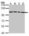 Chromosome Segregation 1 Like antibody, PA5-21468, Invitrogen Antibodies, Western Blot image 