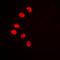 Nuclear Receptor Subfamily 2 Group F Member 6 antibody, orb213902, Biorbyt, Immunofluorescence image 