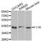 F11 Receptor antibody, STJ23594, St John