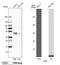 JunB Proto-Oncogene, AP-1 Transcription Factor Subunit antibody, NBP1-89544, Novus Biologicals, Western Blot image 