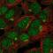 Ankyrin Repeat And SOCS Box Containing 13 antibody, NBP2-57501, Novus Biologicals, Immunofluorescence image 