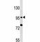 Toll Like Receptor 6 antibody, F44377-0.4ML, NSJ Bioreagents, Immunohistochemistry frozen image 