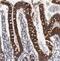 Amnion Associated Transmembrane Protein antibody, NBP1-91203, Novus Biologicals, Immunohistochemistry frozen image 