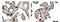 Activin A Receptor Type 2B antibody, GTX52510, GeneTex, Immunohistochemistry paraffin image 