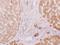 Protein Kinase C Substrate 80K-H antibody, NBP1-32006, Novus Biologicals, Immunohistochemistry paraffin image 
