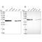 NSFL1 Cofactor antibody, PA5-61429, Invitrogen Antibodies, Western Blot image 