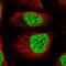 CREB Regulated Transcription Coactivator 2 antibody, HPA028454, Atlas Antibodies, Immunofluorescence image 