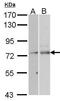 Nuclear RNA Export Factor 1 antibody, PA5-21415, Invitrogen Antibodies, Western Blot image 