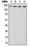 ATP Binding Cassette Subfamily A Member 7 antibody, orb214978, Biorbyt, Western Blot image 