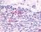 Cl2 antibody, NLS1133, Novus Biologicals, Immunohistochemistry paraffin image 