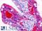 Adiponectin Receptor 2 antibody, LS-B9345, Lifespan Biosciences, Immunohistochemistry paraffin image 