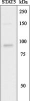 Signal Transducer And Activator Of Transcription 5A antibody, MBS395760, MyBioSource, Western Blot image 