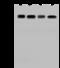 CDK5 Regulatory Subunit Associated Protein 1 Like 1 antibody, GTX02340, GeneTex, Western Blot image 