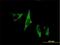 C1q And TNF Related 9 antibody, H00338872-B01P, Novus Biologicals, Immunofluorescence image 