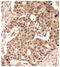 Paxillin antibody, LS-C335824, Lifespan Biosciences, Immunohistochemistry paraffin image 