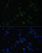 CD3d Molecule antibody, 14-385, ProSci, Immunofluorescence image 