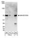 Mitochondrial Antiviral Signaling Protein antibody, A300-782A, Bethyl Labs, Western Blot image 