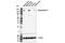 Synaptojanin 1 antibody, 80377S, Cell Signaling Technology, Western Blot image 