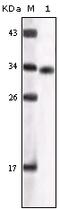 Glycogen Synthase Kinase 3 Alpha antibody, 32-163, ProSci, Enzyme Linked Immunosorbent Assay image 