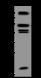 WASP Family Member 2 antibody, 207055-T32, Sino Biological, Western Blot image 