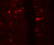 Interleukin 36 Receptor Antagonist antibody, 7511, ProSci, Immunofluorescence image 