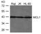 MCL1 Apoptosis Regulator, BCL2 Family Member antibody, 79-656, ProSci, Western Blot image 