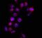 High Mobility Group Box 1 antibody, FNab03924, FineTest, Immunofluorescence image 