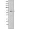 Apoptosis Inducing Factor Mitochondria Associated 3 antibody, abx148083, Abbexa, Western Blot image 