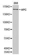 APC Regulator Of WNT Signaling Pathway antibody, abx123444, Abbexa, Western Blot image 