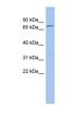 Zinc Finger Protein 90 antibody, NBP1-79411, Novus Biologicals, Western Blot image 