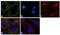 Eukaryotic Translation Initiation Factor 4A2 antibody, 711576, Invitrogen Antibodies, Immunofluorescence image 