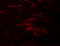 Zinc transporter ZIP2 antibody, 6083, ProSci Inc, Immunofluorescence image 