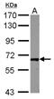 RAB11 Family Interacting Protein 1 antibody, NBP2-20033, Novus Biologicals, Western Blot image 