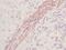 Stem cell factor antibody, AHP1210, Bio-Rad (formerly AbD Serotec) , Immunohistochemistry paraffin image 