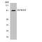 E3 ubiquitin-protein ligase RFWD3 antibody, LS-C200591, Lifespan Biosciences, Western Blot image 