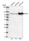 Splicing Factor Proline And Glutamine Rich antibody, HPA054689, Atlas Antibodies, Western Blot image 