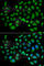 Chloride Intracellular Channel 1 antibody, A6363, ABclonal Technology, Immunofluorescence image 