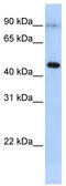 Eosinophil peroxidase antibody, TA346196, Origene, Western Blot image 